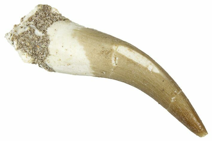 Fossil Plesiosaur (Zarafasaura) Tooth - Morocco #344226